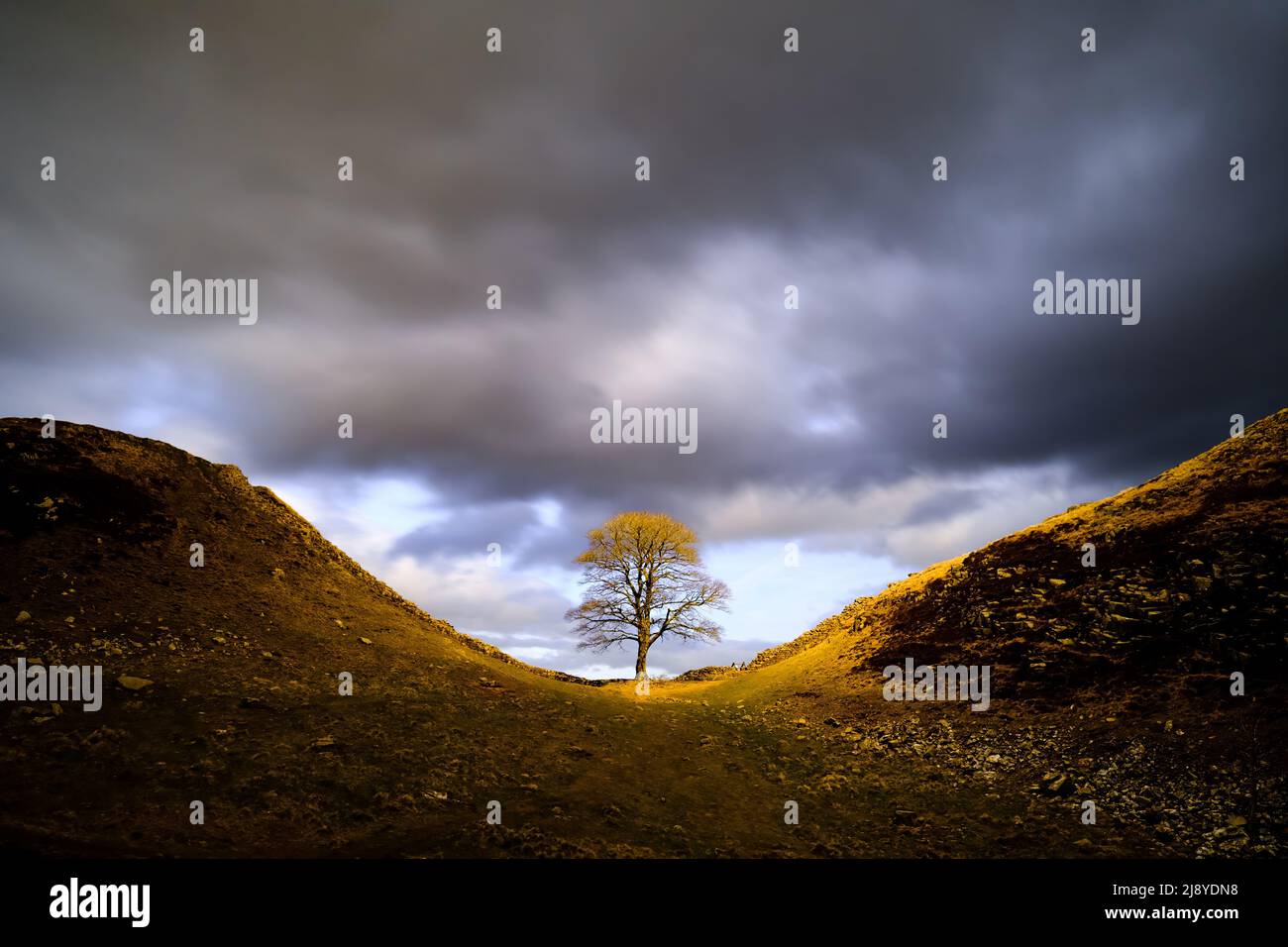 Sycamore Gap along Hadrian's Wall in Northumberland, UK Stock Photo