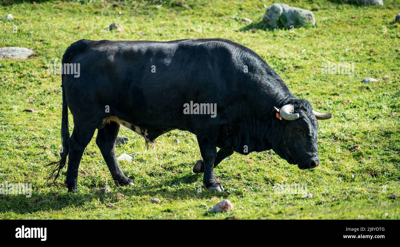 Massive dark black bull profile view over the grass Stock Photo