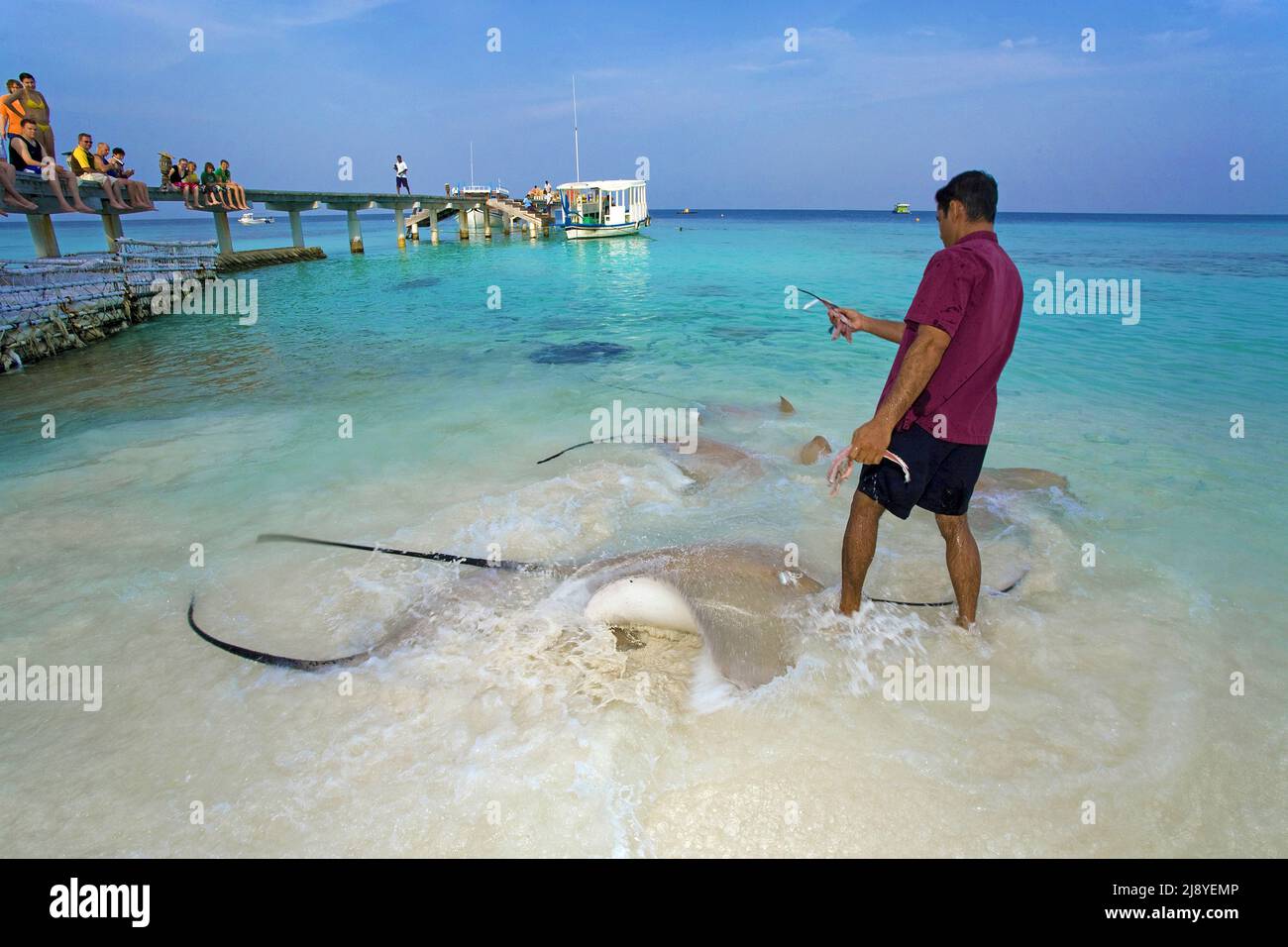 Tourists watching Stingray feeding at the beach of Reethi Beach, Jenkins whipray (Himantura jenkinsii), Reethi Beach, Baa-Atoll, Maldives Stock Photo