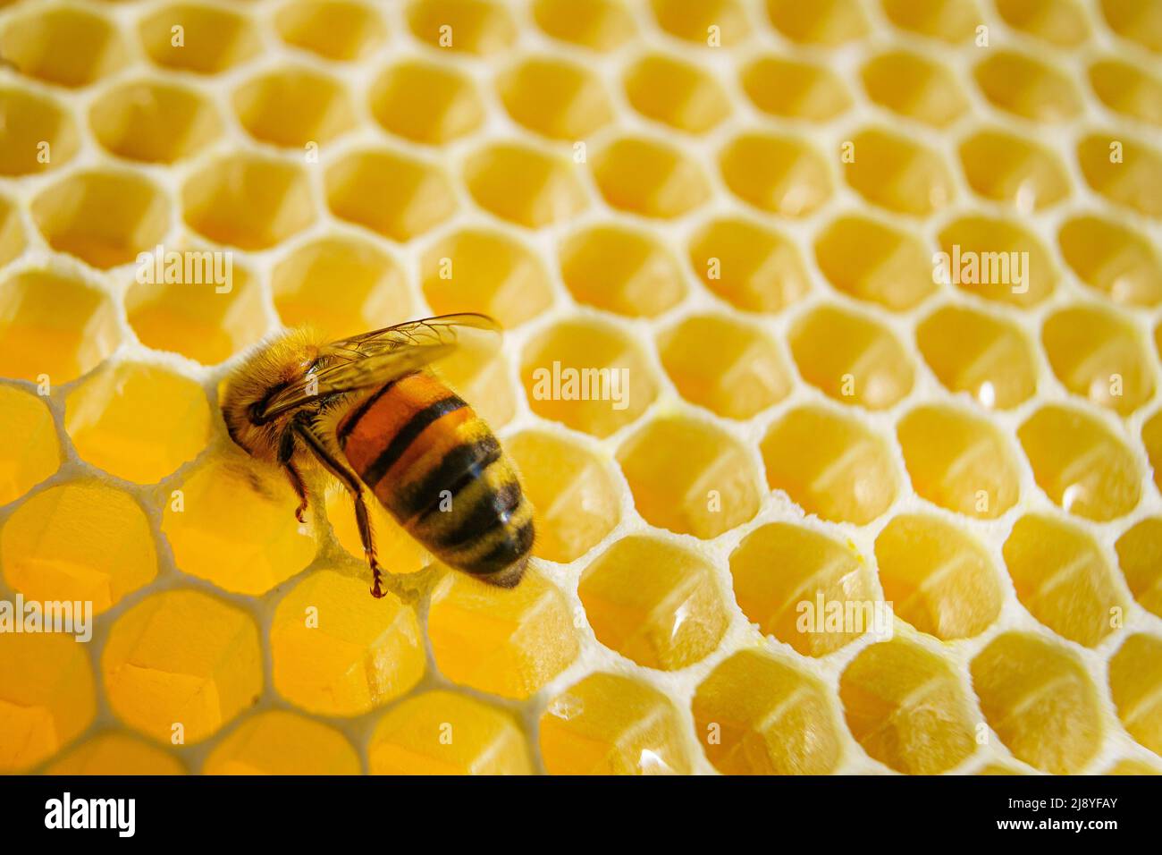 Inside a bee hive hires stock photography and images Alamy