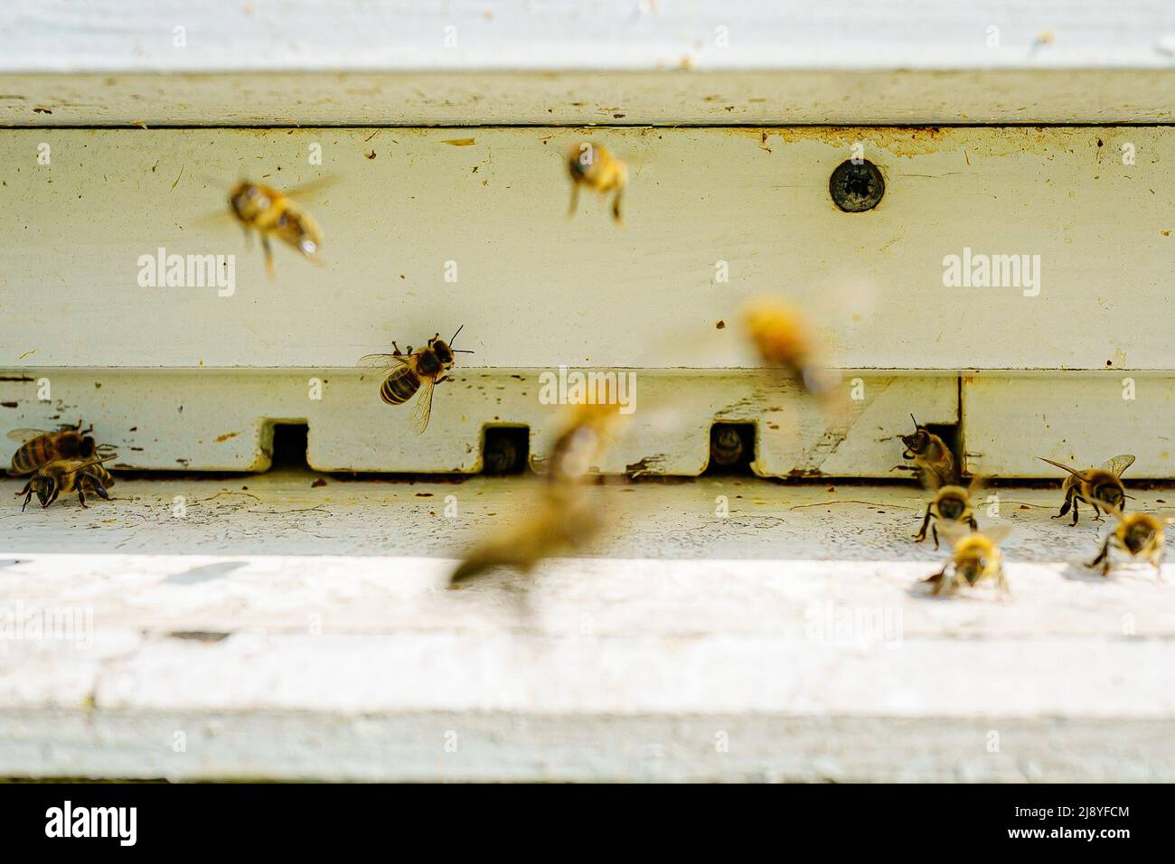 Bees enter and exit a hive at Nicola Reed's hives inside her walled
