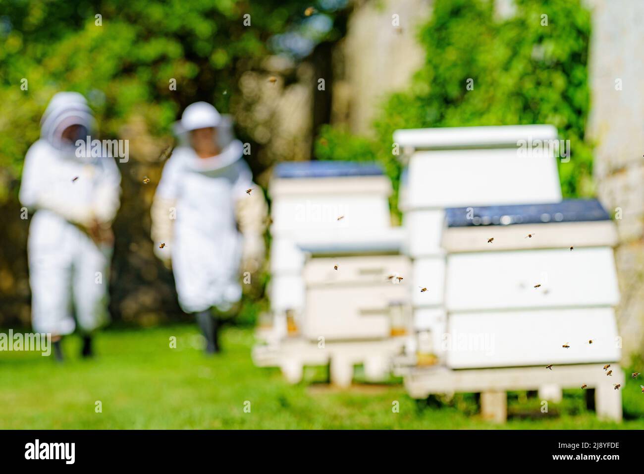Beekeepers At The Beeble Hives Inside Nicola Reeds Walled Garden Near Malmesbury Wiltshire 3099