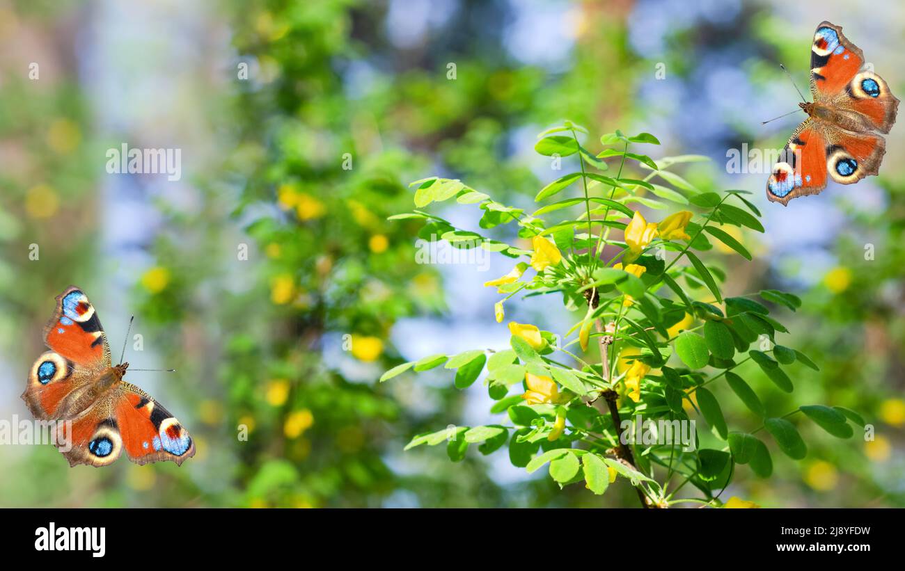 Unfocused natural background with yellow flowering forest acacia and beautiful butterflies with peacock eyes Stock Photo