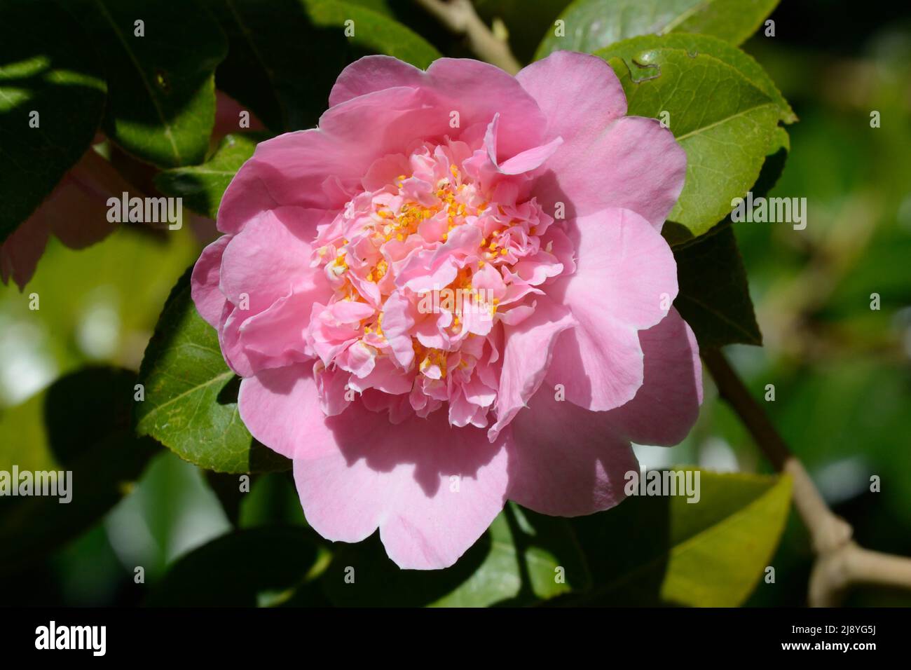 Camellia x williamsii Elsie Jury flower bloom Stock Photo