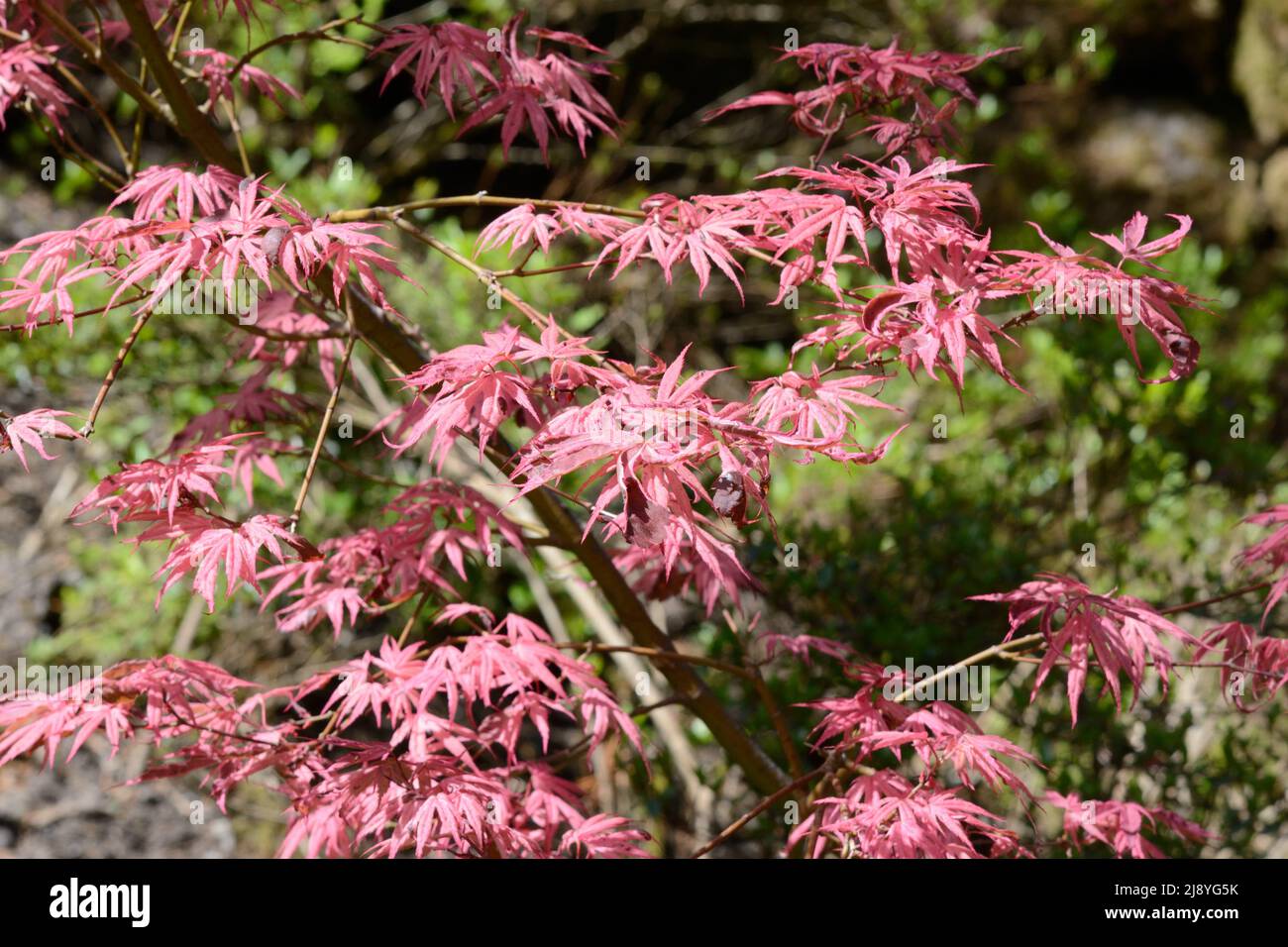 Pink foliage of Acer palmatum Pink passion Japanese maple in spring Stock Photo