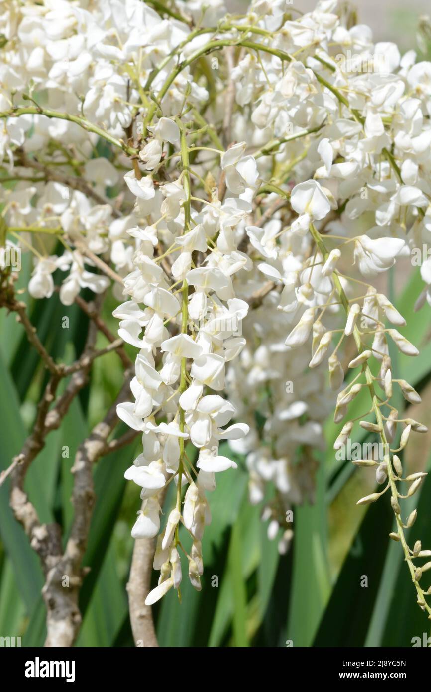 Wisteria sinensis Alba woody climber with  racems of fragrant pea like flowers in spring Stock Photo
