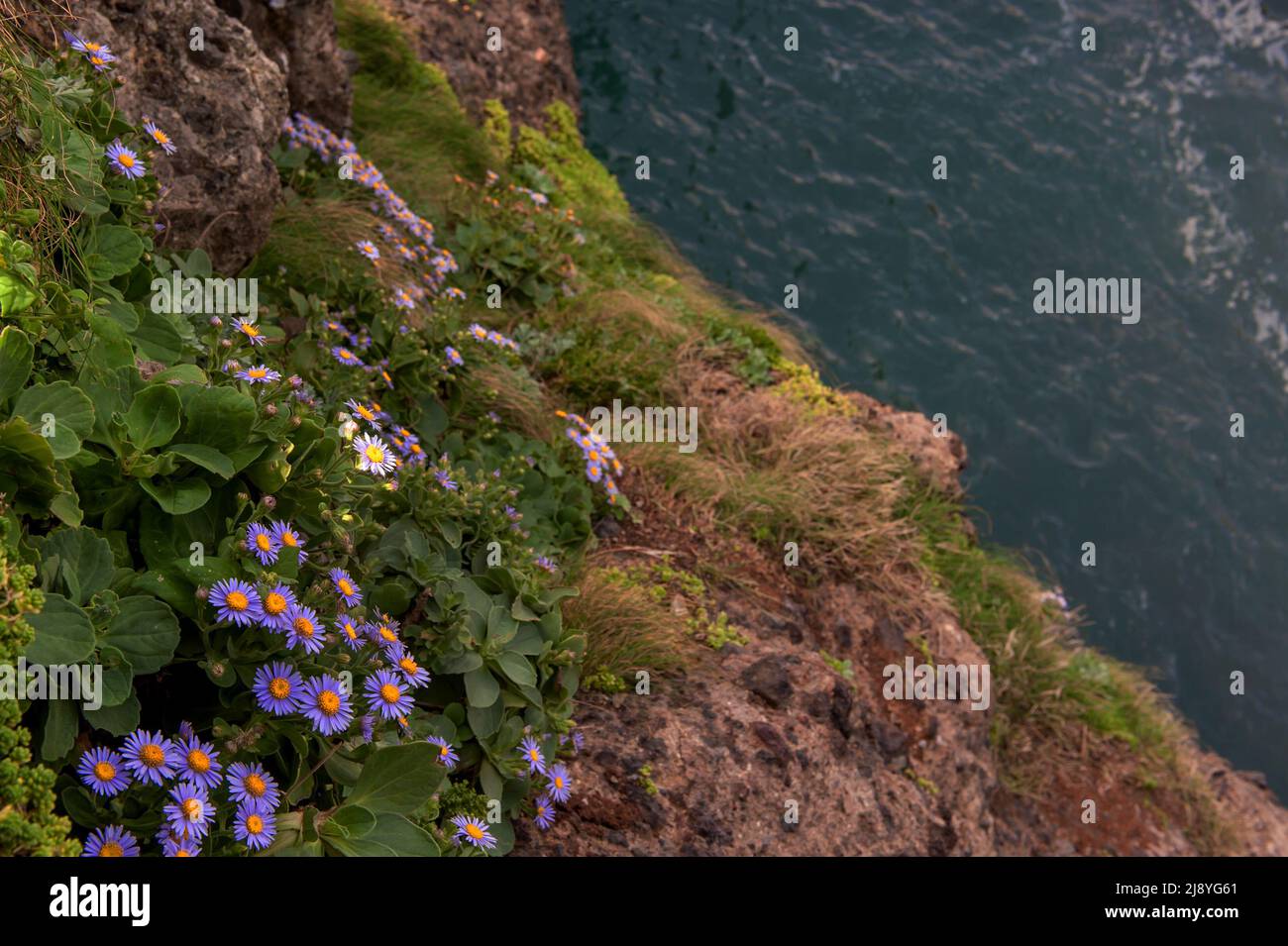 The beautiful sea bream, Aster Spathulifolius flower in island 'Dokdo',Dokdo is the east end territory of 'Republic of Korea'. Stock Photo