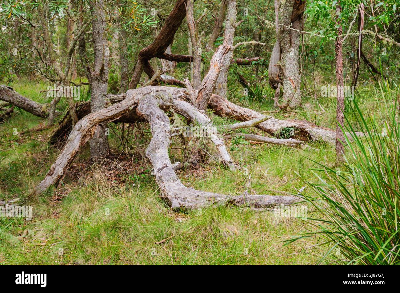 Dry tree branches - Dorrigo, NSW, Australia Stock Photo