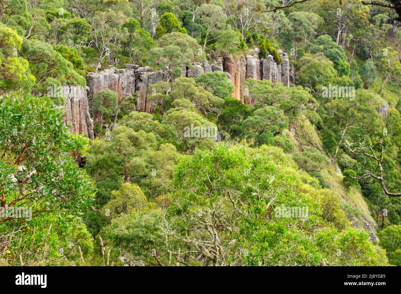 Organ pipe-like rock formations near Ebor Falls - Dorrigo, NSW, Australia Stock Photo