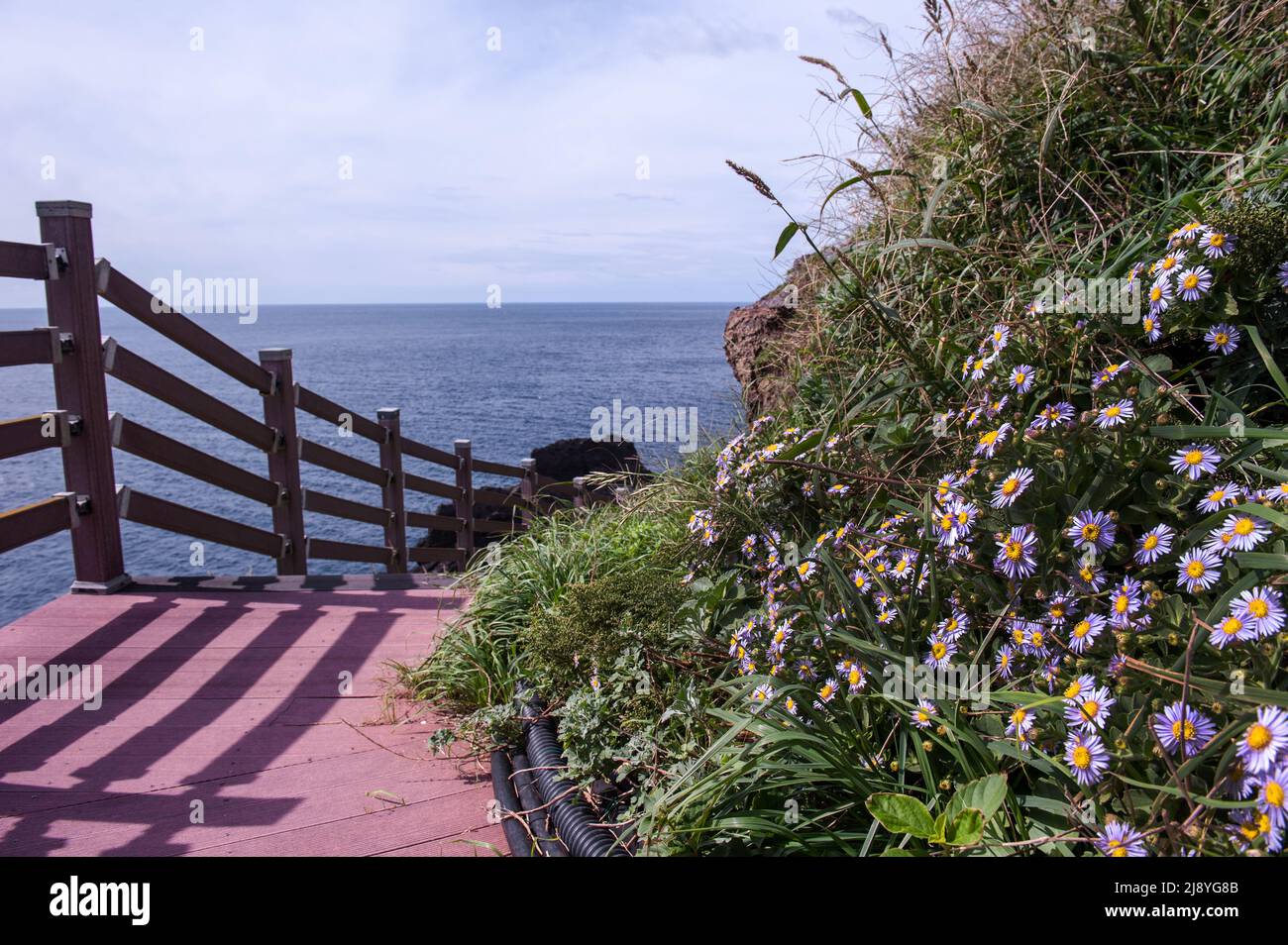 The beautiful sea bream, Aster Spathulifolius flower in island "Dokdo