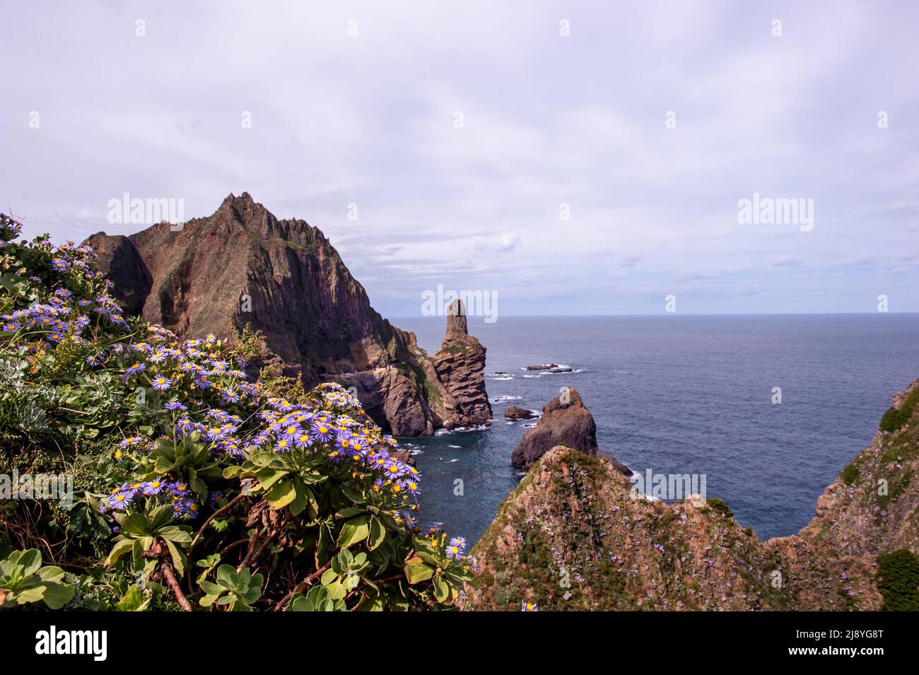 The beautiful sea bream, Aster Spathulifolius flower in island "Dokdo