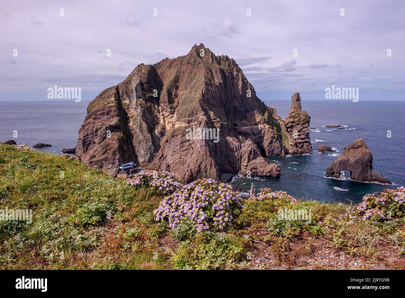 The beautiful sea bream, Aster Spathulifolius flower in island "Dokdo