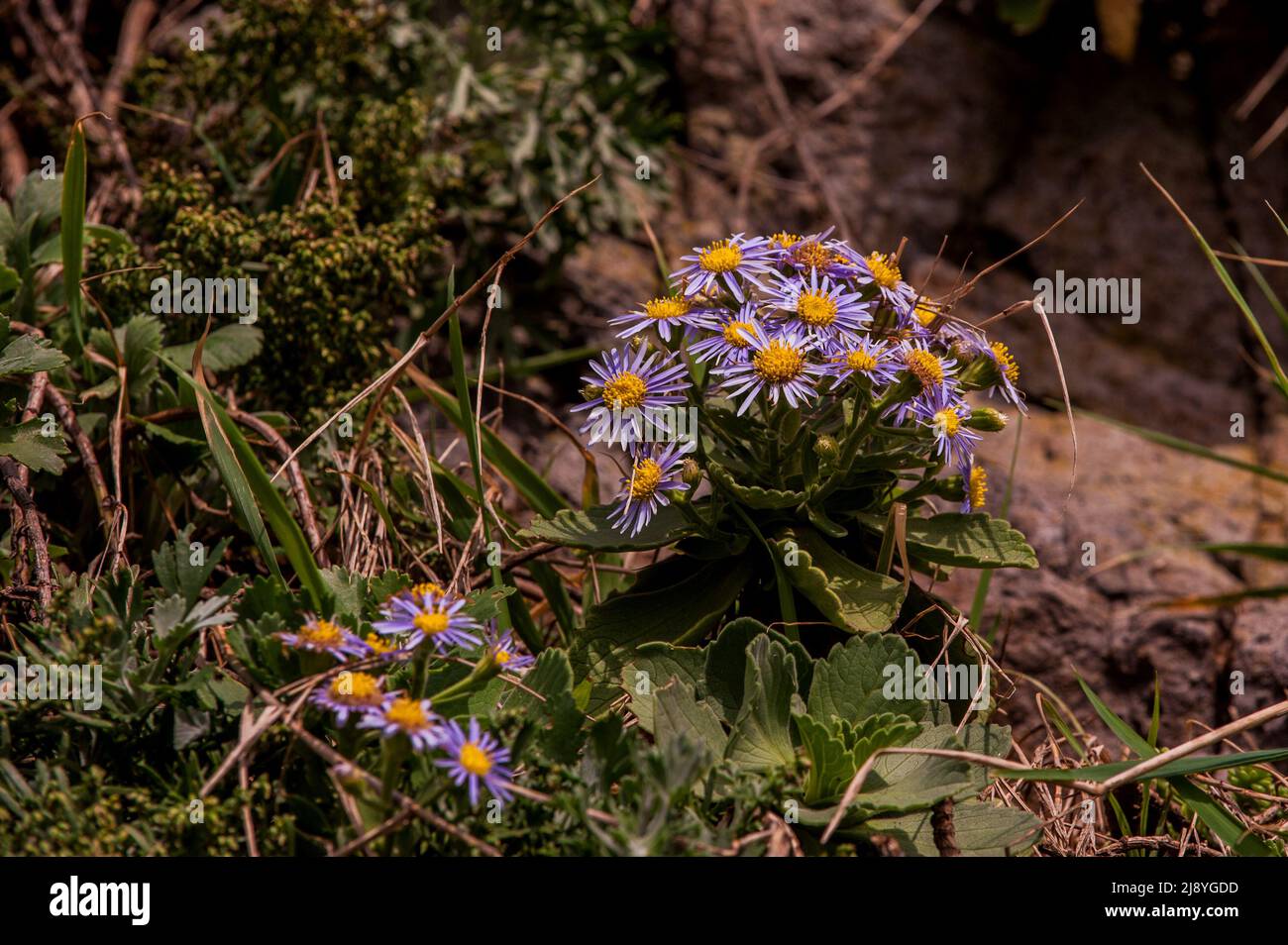 The beautiful sea bream, Aster Spathulifolius flower in island "Dokdo