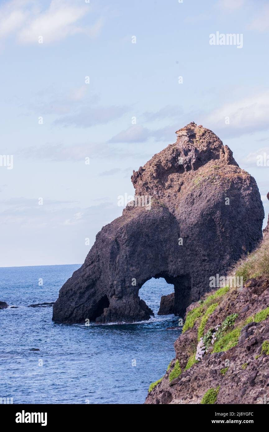 The beautiful sea bream, Aster Spathulifolius flower in island "Dokdo