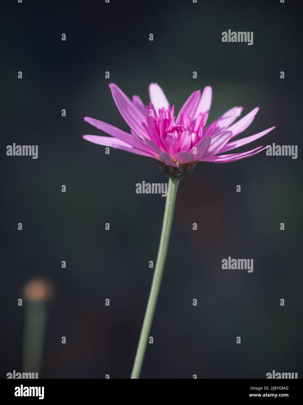 Pink Chinese aster flower blooming in a dark environment illuminated by the sunlight. Beautiful flower blooming against a dark blurred background Stock Photo