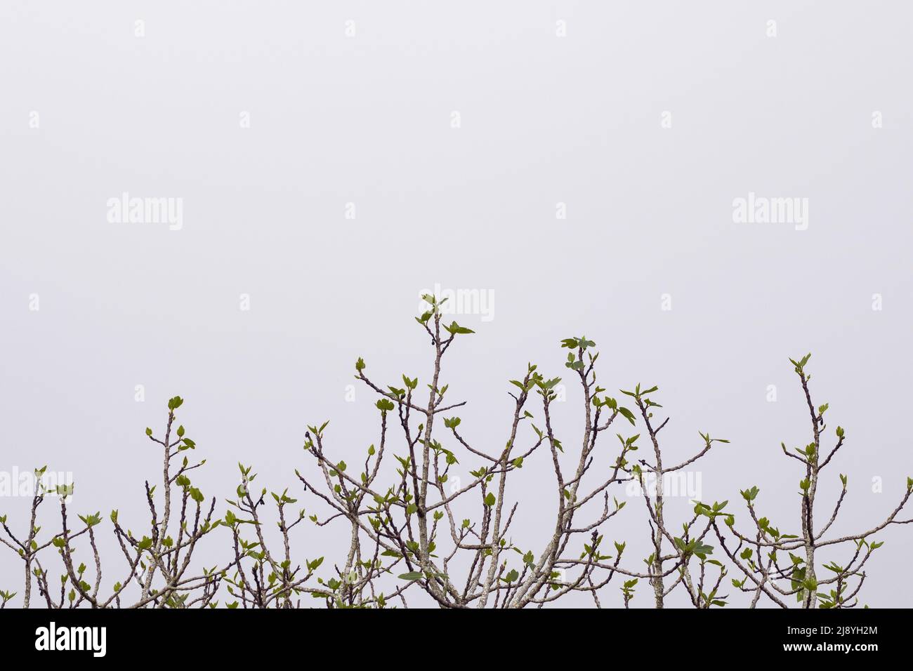 Horizontal bottom border with natural fig tree branches and green leaves against a light grey sky background with empty space for text Stock Photo