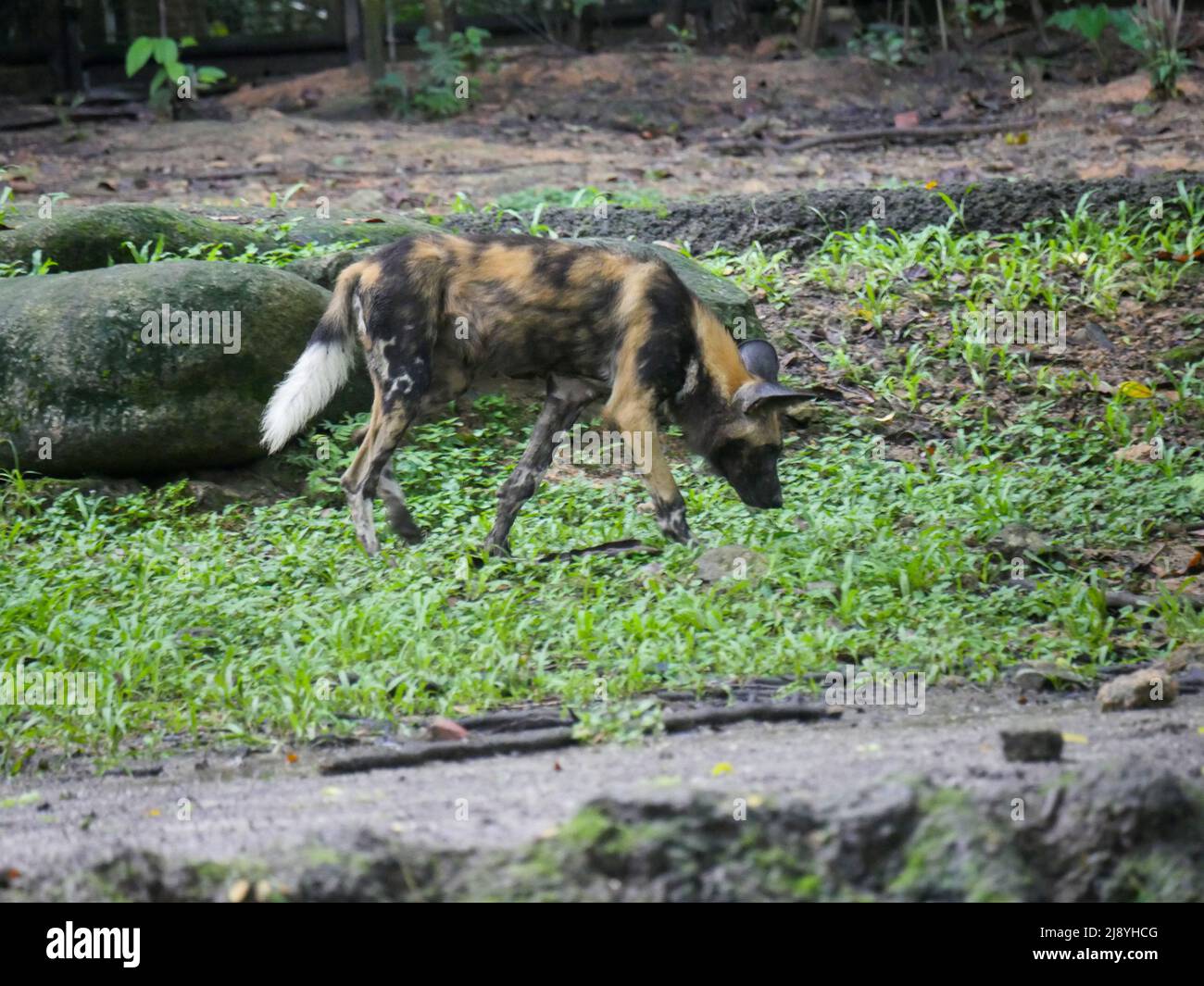 African Painted Wild Dog Stock Photo - Alamy