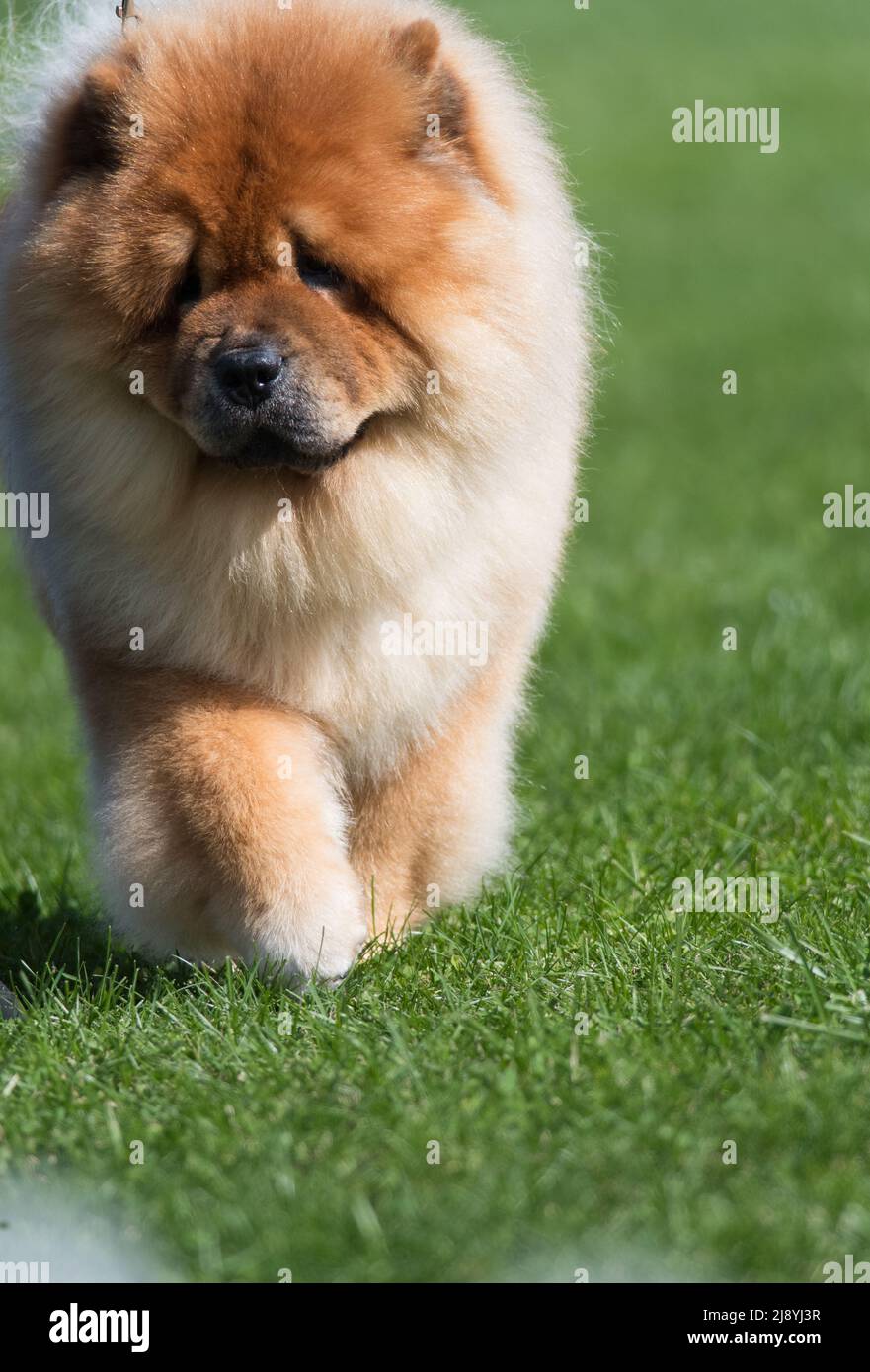 Chow Chow close up with green grass background Stock Photo