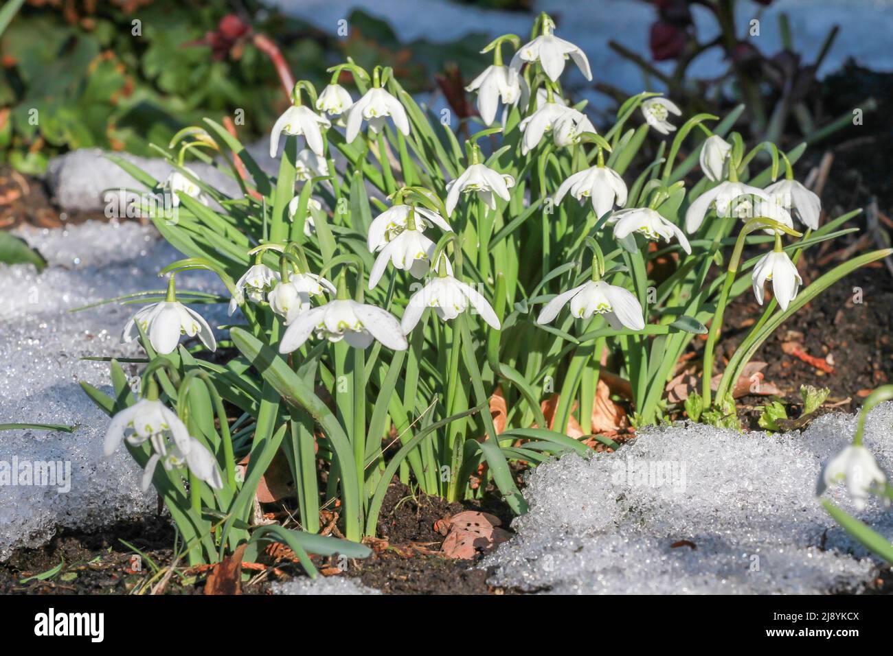 Spring snowflake blooms as the last snow melts Stock Photo