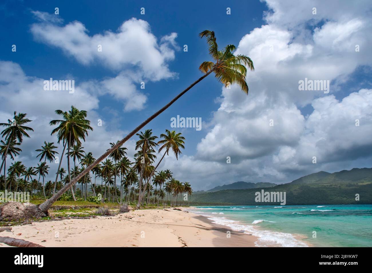 Palms on the beach in Playa bonita beach on the Samana peninsula in Dominican Republic near the Las Terrenas town.   Resultados de traducción star bor Stock Photo