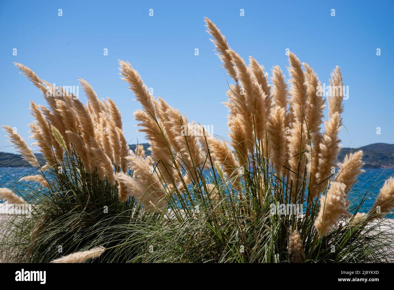 Pampas grass in the wind against a blue sky and glittering water
