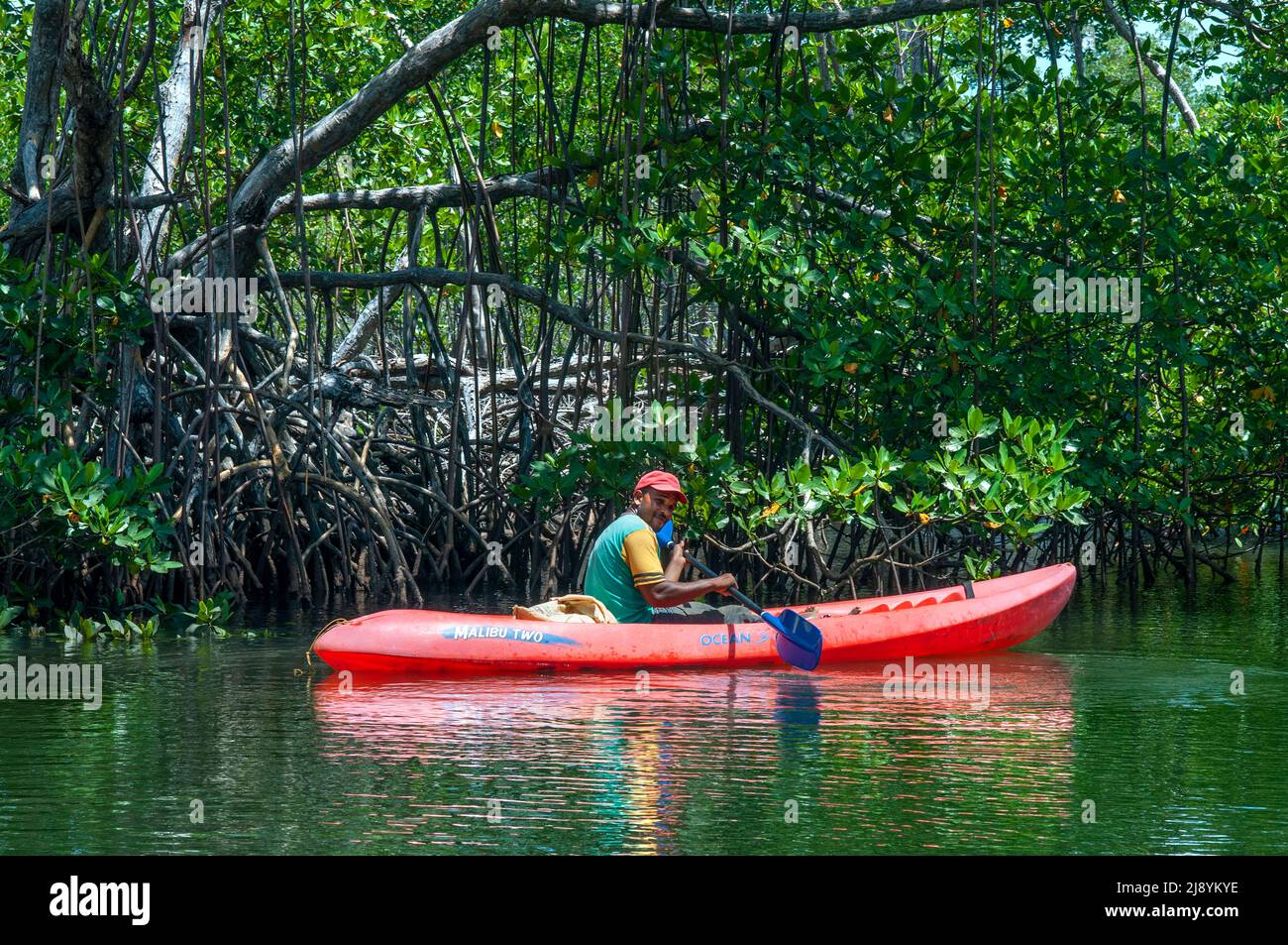 Kayaking in the rainforest, Mangroves. Ecotourism. Los Haitises National Park, Sabana de La Mar, Dominican Republic.  Los Haitises National Park is a Stock Photo