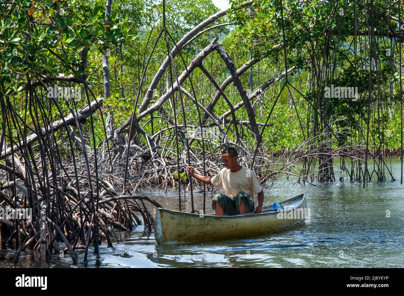 Rainforest, Mangroves. Ecotourism. Los Haitises National Park, Sabana de La Mar, Dominican Republic.  Los Haitises National Park is a national park lo Stock Photo