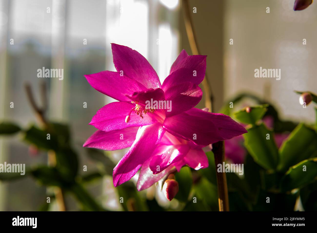 Beautiful pink christmas Cactus flower background black.Schlumbergera Truncata. Stock Photo
