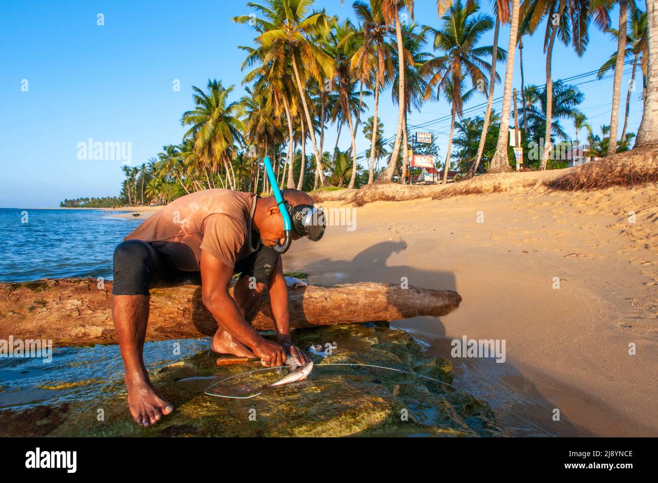 Local fisher in Las Terrenas beach, Samana, Dominican Republic, Carribean, America. Tropical Caribbean beach with coconut palm trees.  This white-sand Stock Photo