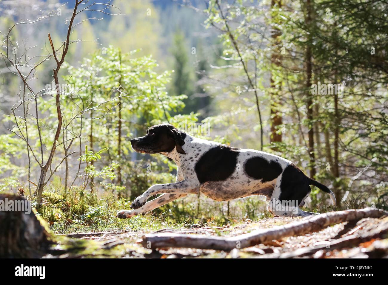 Dog english pointer running in the sunny spring forest Stock Photo - Alamy
