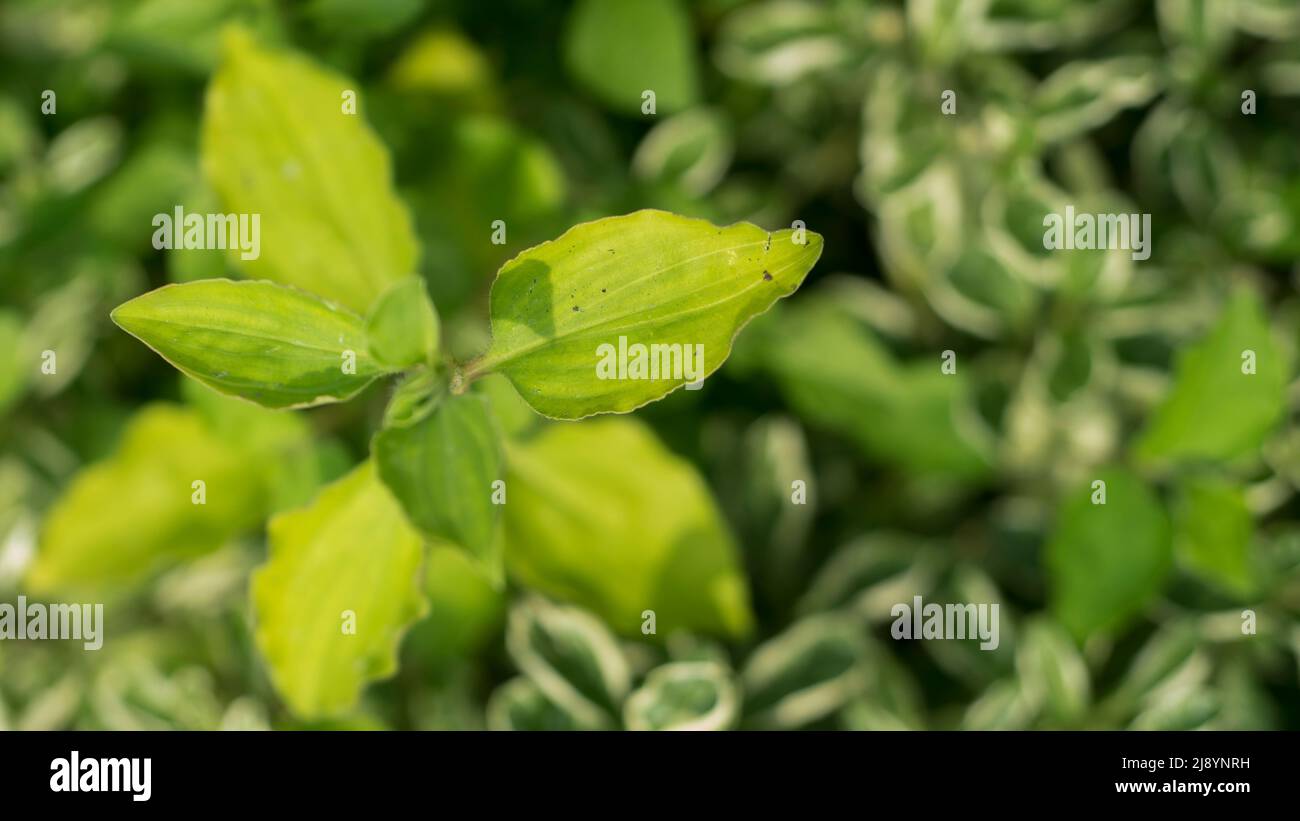 Nature Background wallpaper of leaf and green plant on blur background Stock Photo