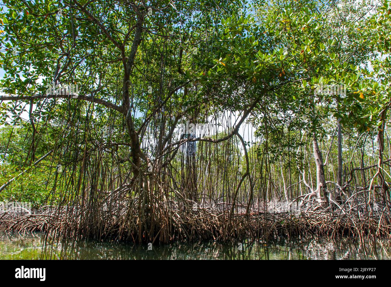 Rainforest, Mangroves. Ecotourism. Los Haitises National Park, Sabana de La Mar, Dominican Republic.  Los Haitises National Park is a national park lo Stock Photo