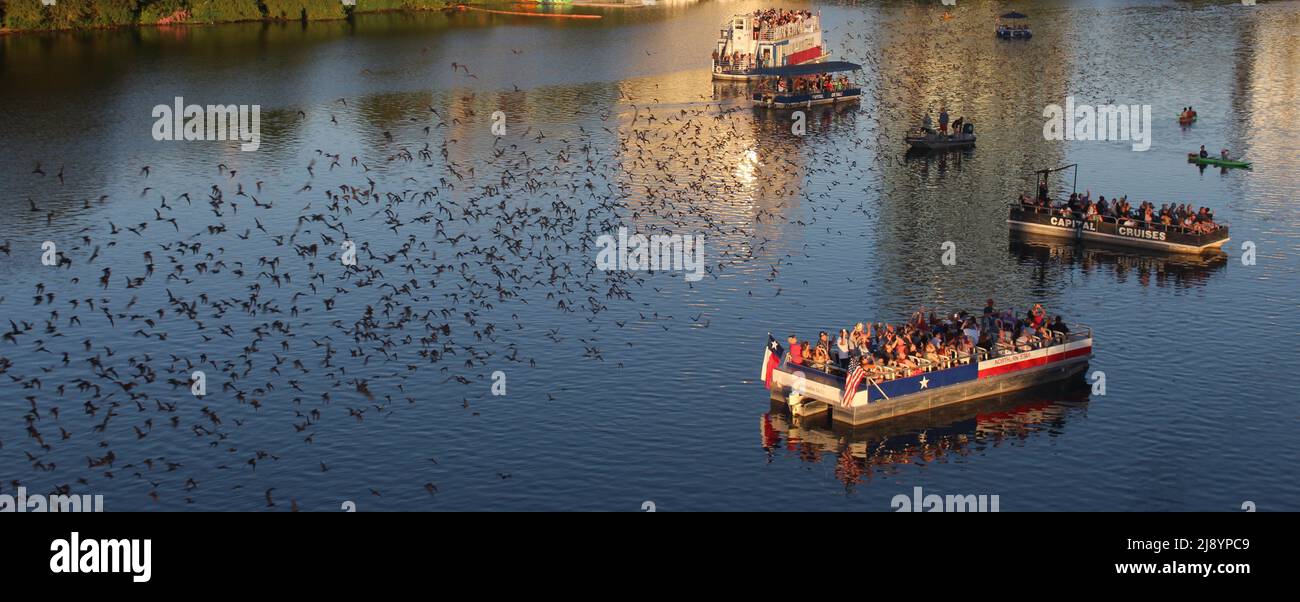 Austin Bat Cruise Stock Photo Alamy