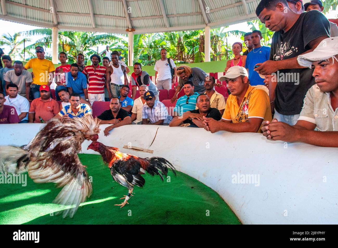 Cockfighting plays a large part in Samana peninsula in Dominican Republic near the Las Terrenas town, there are sunday cockfights which are usually he Stock Photo