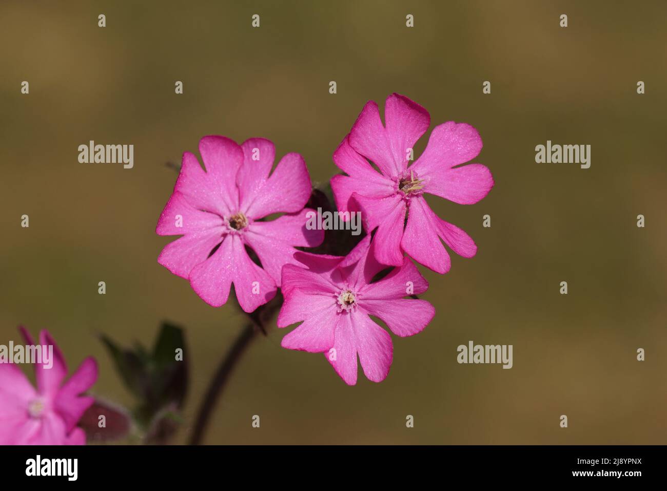 Close up flowers of red campion, red catchfly (Silene dioica), pink family, Caryophyllaceae. Spring, May, Dutch garden. Stock Photo