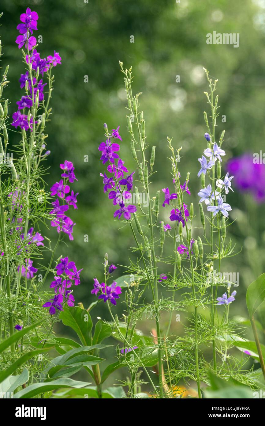 Wild purple flowers of Delphinium consolida, Consolida orientalis in a park flowerbed. Weed. Treatment plant. landscape design. Flora of Ukraine. Stock Photo
