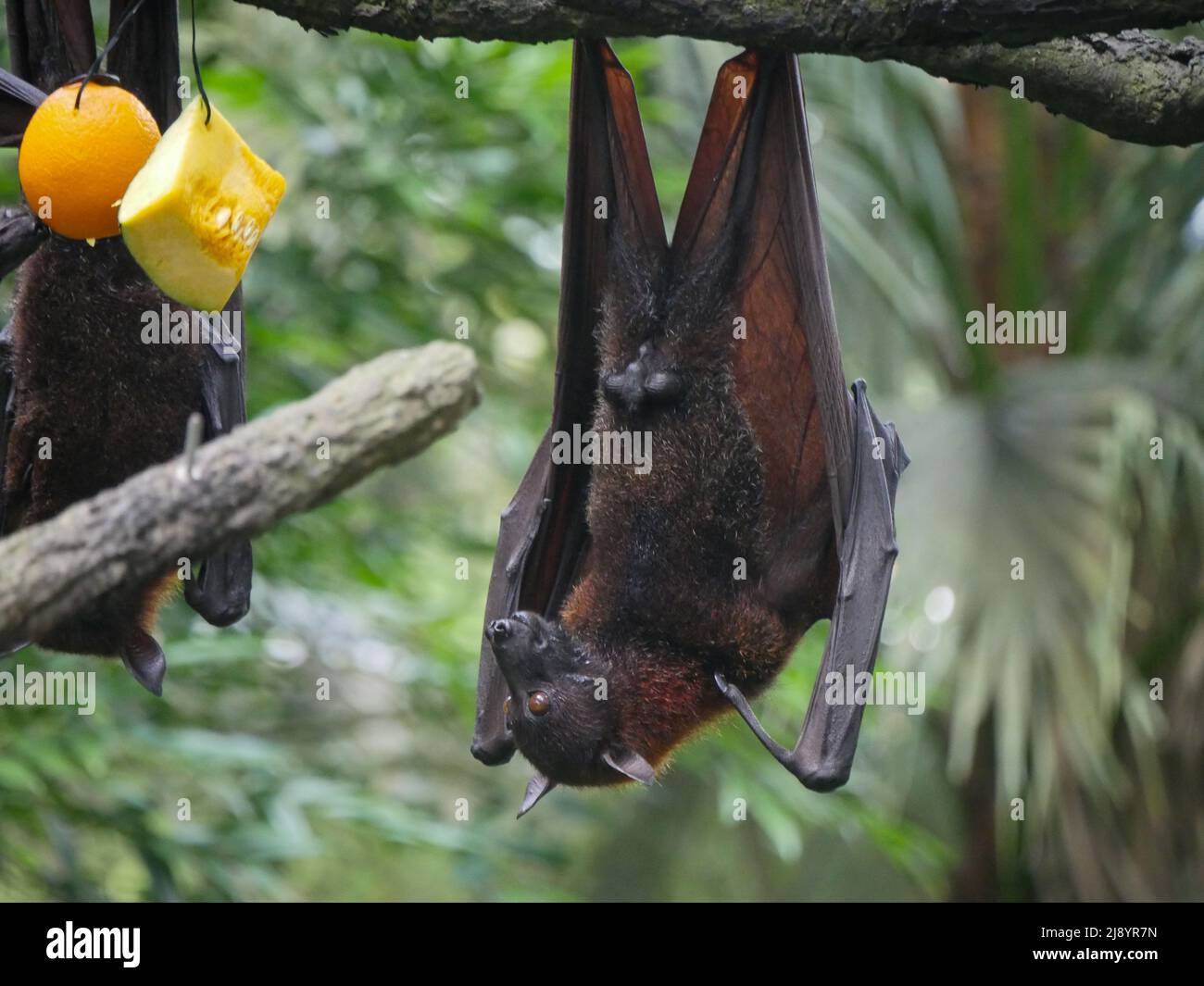 Male Fruit Bat also known as Indian flying fox hanging upside down eating watermelon fruits Stock Photo