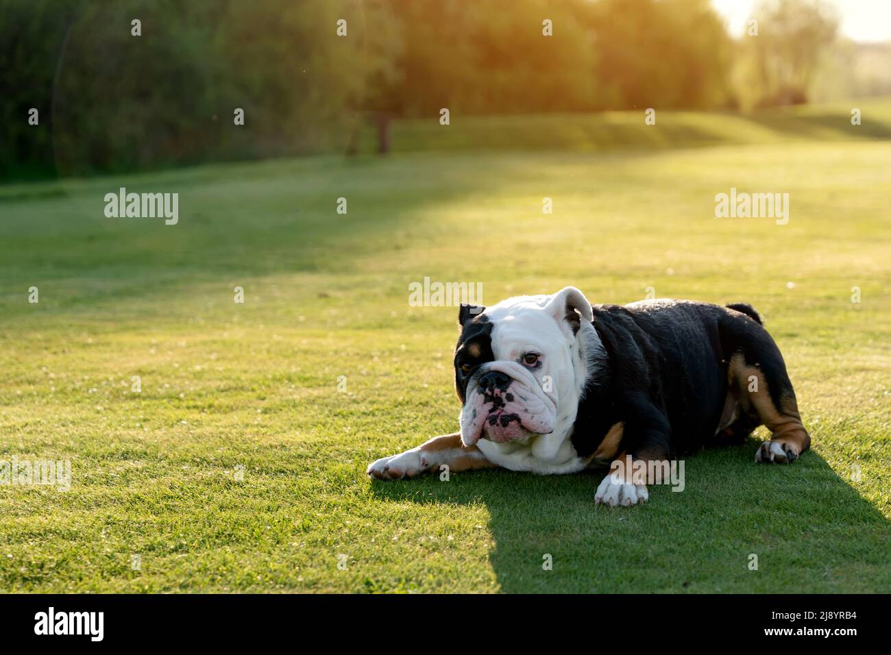 black english bulldogs