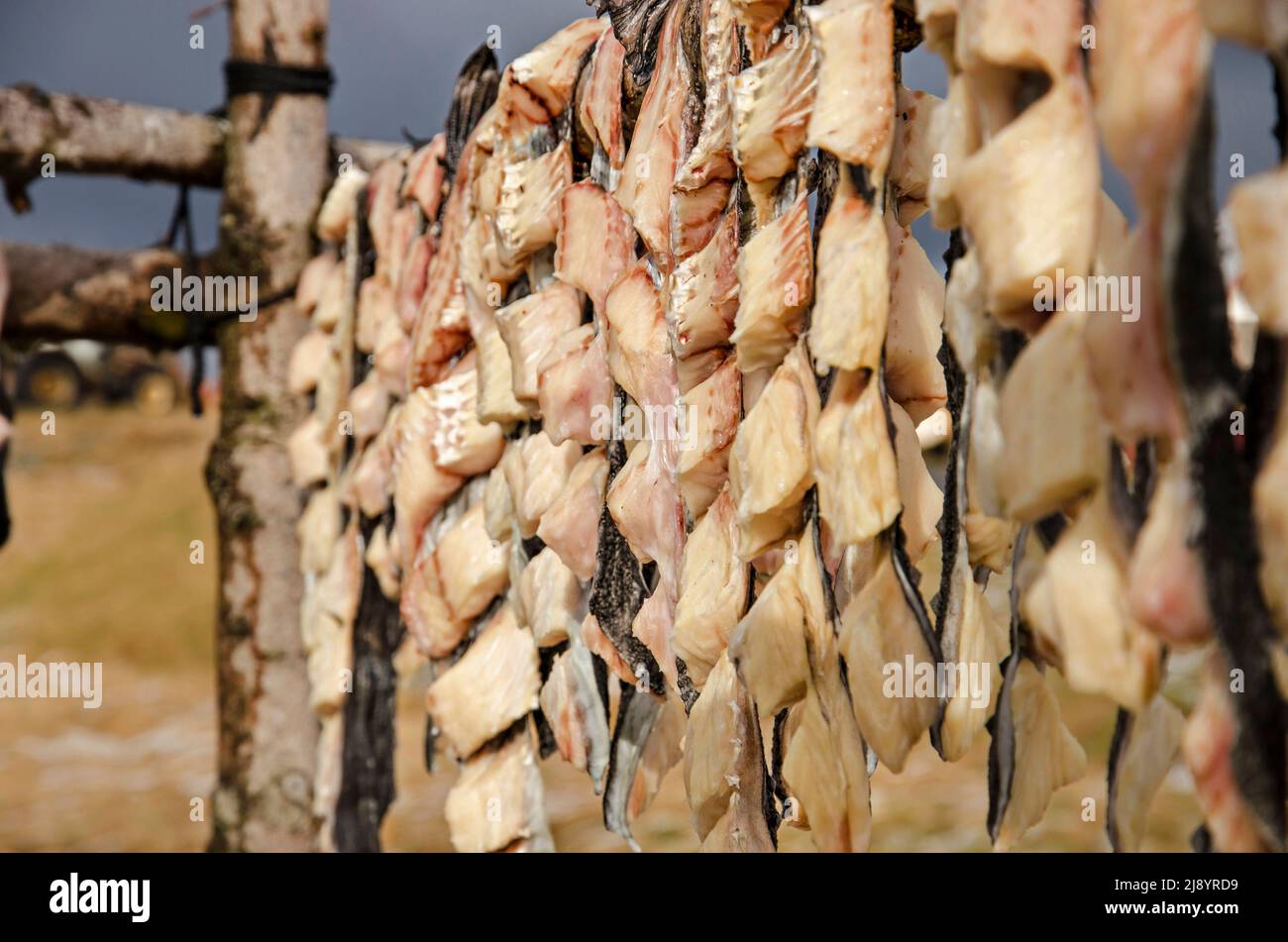 Close-up with depth of field of a row of freshly caught fish, hanging out to dry on a wooden construction in Iceland Stock Photo