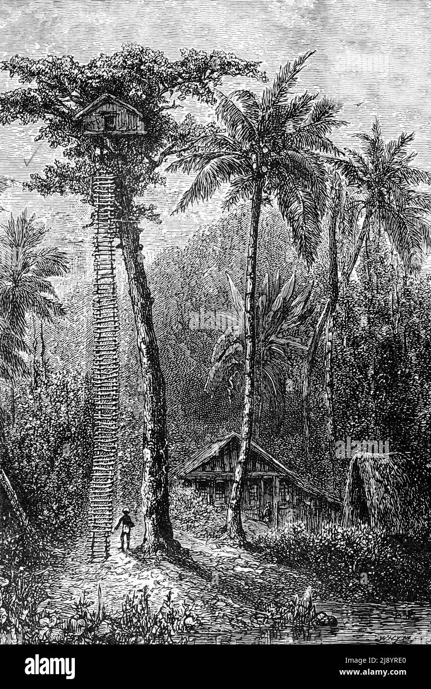 Engraving of a tree house built in a tall palm tree in Papua New Guinea during the 1880s Stock Photo