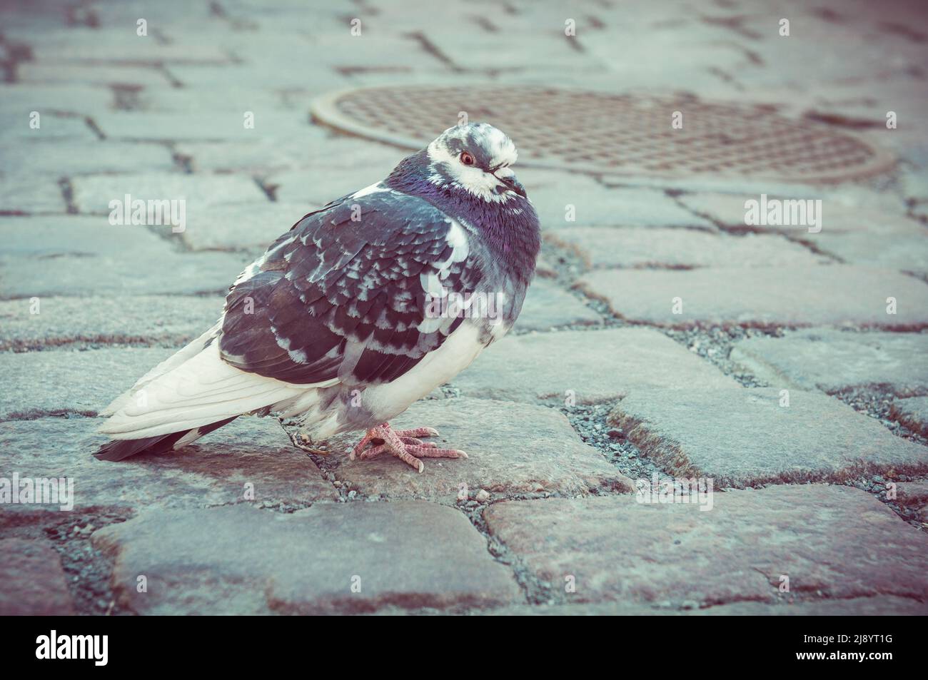 A white dove walks along the pavement in the city and looks at the