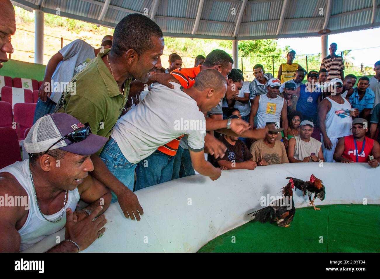 Cockfighting plays a large part in Samana peninsula in Dominican Republic near the Las Terrenas town, there are sunday cockfights which are usually he Stock Photo