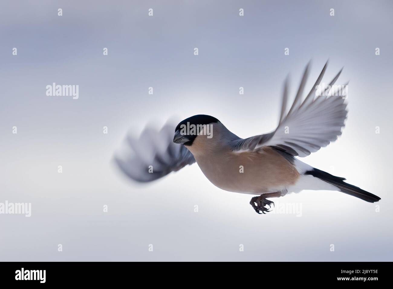 Eurasian bullfinch Stock Photo