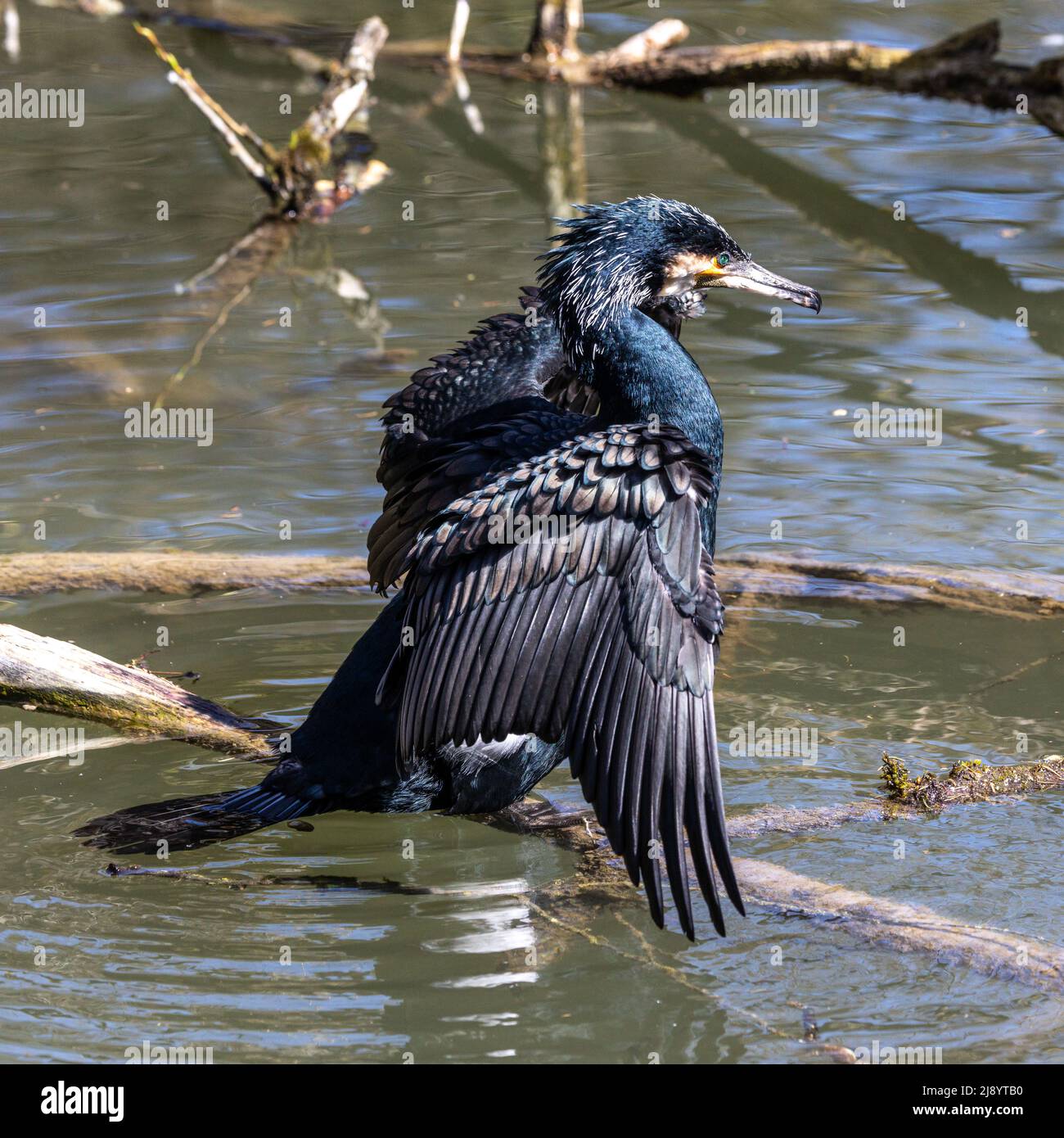 The great cormorant, Phalacrocorax carbo known as the great black
