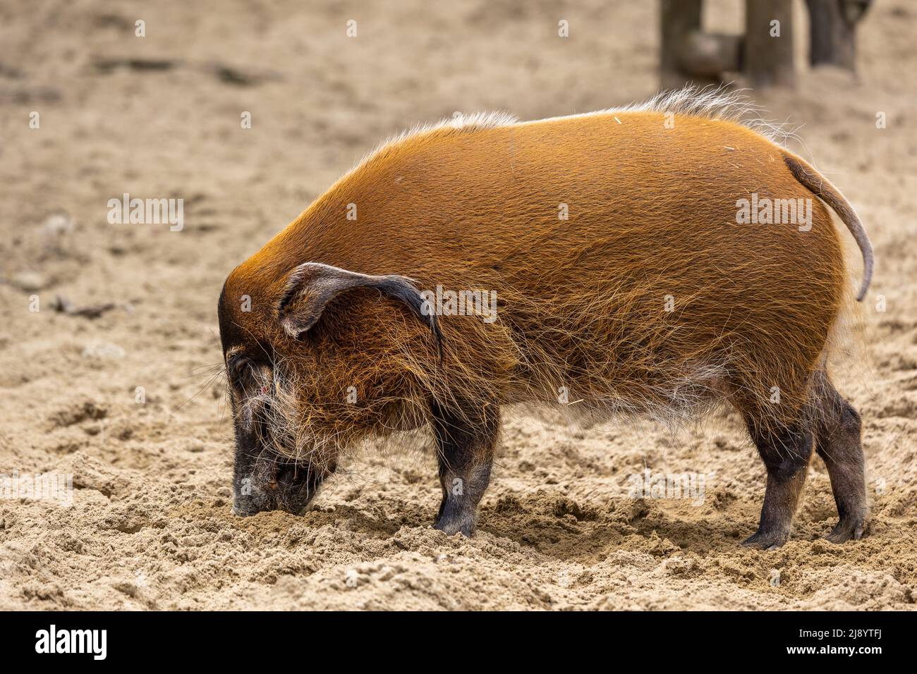 Red river hog, Potamochoerus porcus, also known as the bush pig. This