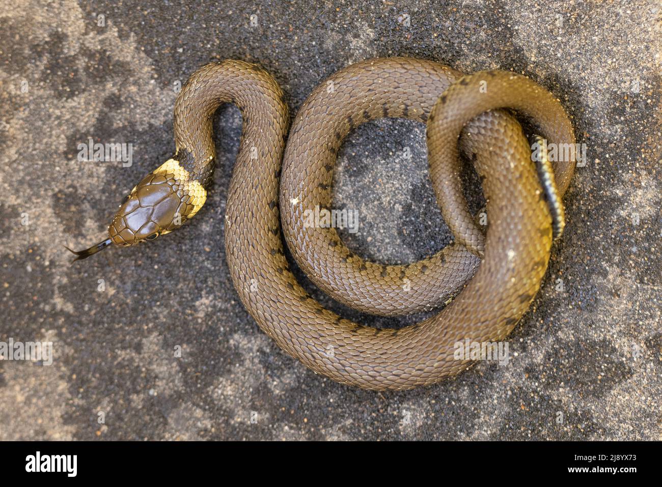 Barred Grass Snake (Natrix helvetica) juvenile Norwich GB UK May 2022 Stock Photo