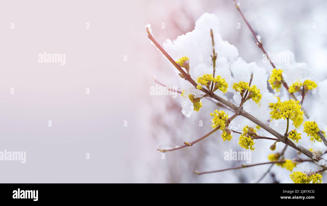 Flowering shrubs during the spring cold snap and snowfall. Selective