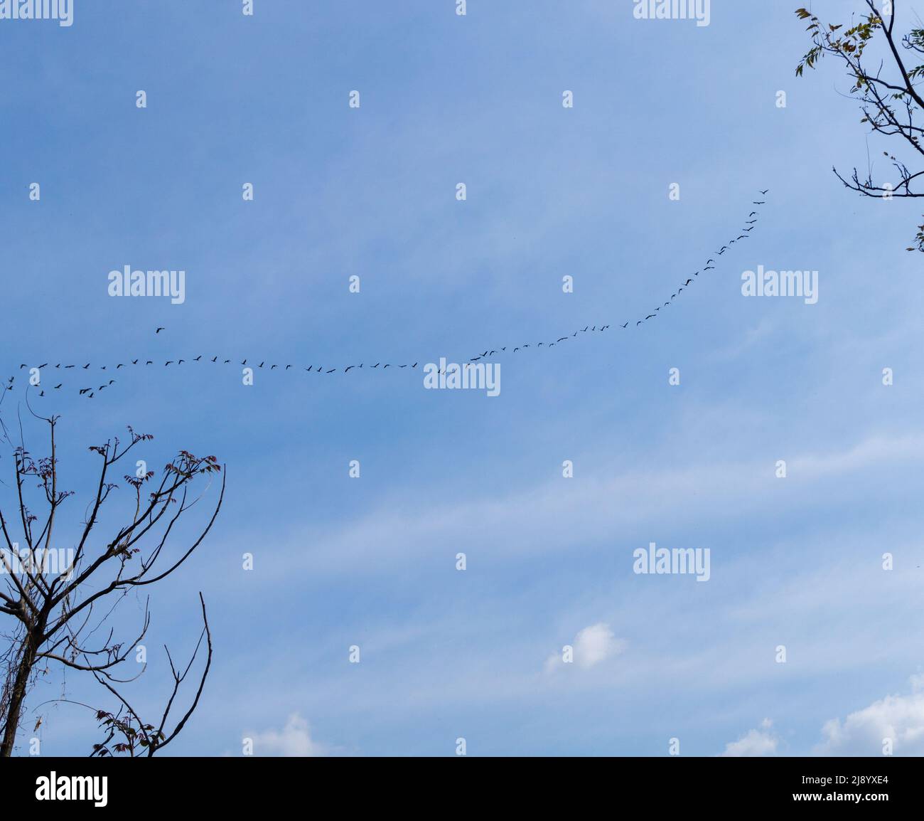 A line of migrating birds flying in a row in the blue skies of uttarakahnd India. Stock Photo