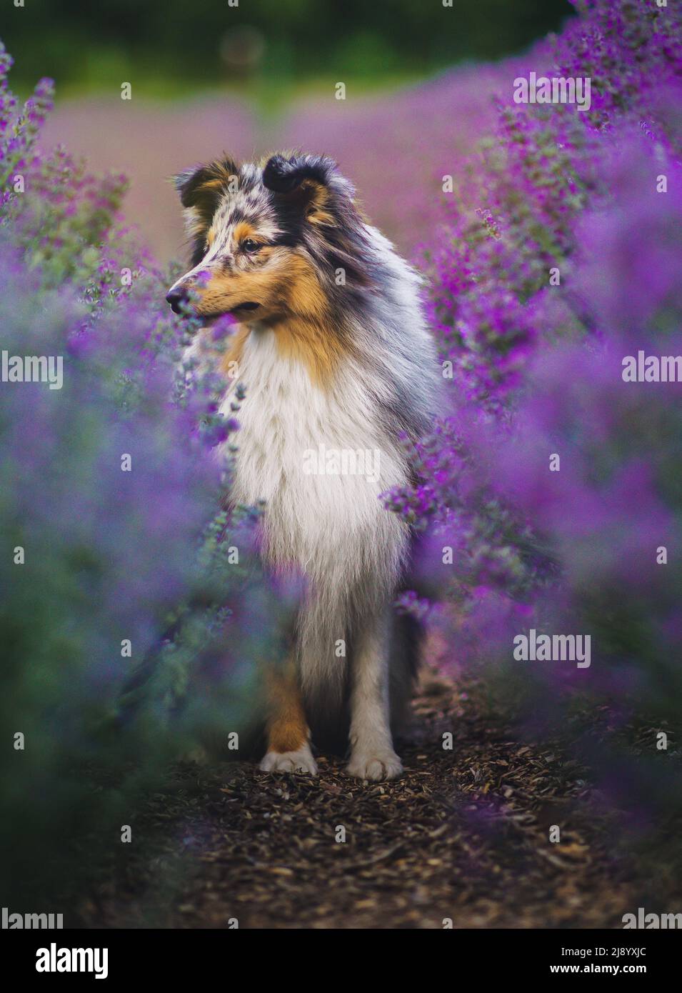 Portrait of sheltie, again from session Stock Photo