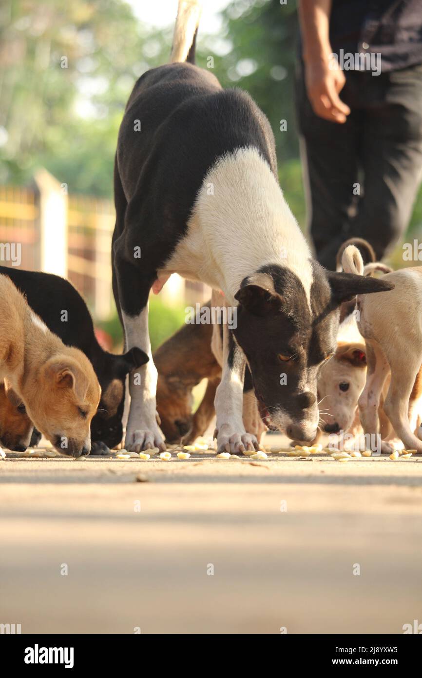 Dogs and puppies are eating food. Stock Photo